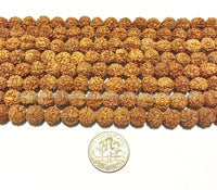 108 beads - 9mm-10mm Natural Rudraksha Seed Beads - Nepalese Tibetan Rudraksha Seed Prayer Mala Beads - Mala Making Supplies - PB81Y