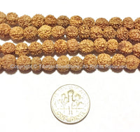 108 beads - 7mm Natural Rudraksha Seed Beads - Nepalese Tibetan Rudraksha Seed Prayer Mala Beads - PB65 - TibetanBeadStore