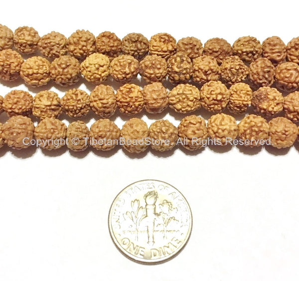 50 beads - 7mm Natural Rudraksha Seed Beads - 7mm Nepalese Tibetan Rudraksha Seed Beads Mala Making Supplies - TibetanBeadStore - LPB65-50