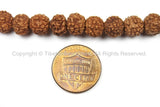 108 beads - 8mm Natural Rudraksha Seed Beads - Nepalese Tibetan Rudraksha Seed Prayer Mala Beads - Mala Making Supplies - PB66R - TibetanBeadStore