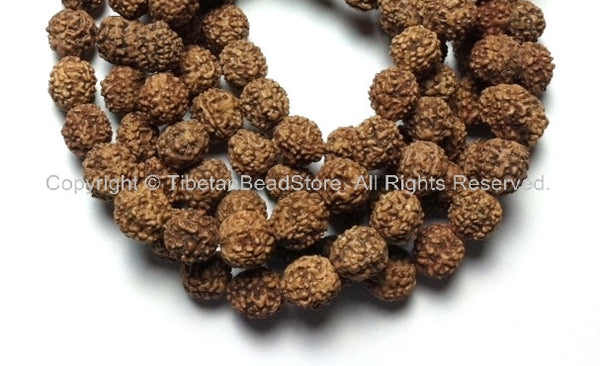 10 beads - 9mm-10mm Natural Rudraksha Seed Beads - Nepalese Rudraksha Seed Beads - Mala Making Supplies - LPB81B-10