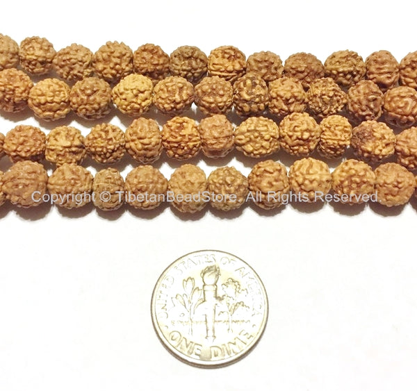 20 beads - 7mm Natural Rudraksha Seed Beads - 7mm Nepalese Tibetan Rudraksha Seed Beads Mala Making Supplies - TibetanBeadStore - LPB65-20