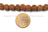 108 beads - 9mm Natural Rudraksha Seed Beads - Nepalese Tibetan Rudraksha Seed Prayer Mala Beads - Mala Making Supplies - PB66U - TibetanBeadStore