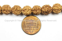 50 BEADS 9mm Natural Rudraksha Seed Beads - Nepalese Tibetan 9mm Size Rudraksha Seed Beads TibetanBeadStore Mala Making Supplies - LPB67-50