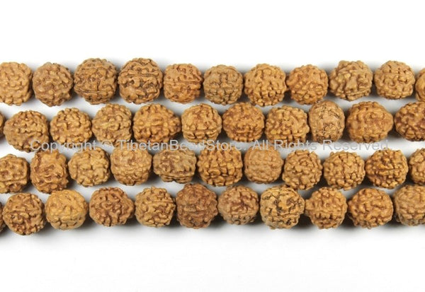 50 BEADS 10mm-11mm Natural Rudraksha Seed Beads - Nepalese Rudraksha Seed Beads - Mala Making Supplies - LPB90B-50