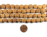50 BEADS 10mm-11mm Natural Rudraksha Seed Beads - Nepalese Rudraksha Seed Beads - Mala Making Supplies - LPB90B-50