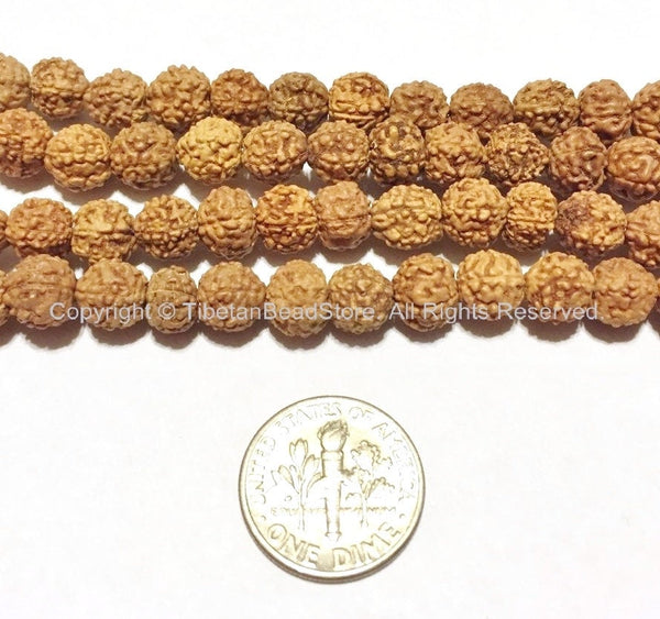 50 BEADS 6mm Natural Rudraksha Seed Beads - Nepalese Tibetan Rudraksha Seed Beads - Mala Supplies - TibetanBeadStore - LPB65S-50