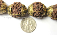 2 BEADS - Natural Rudraksh Nepal Tibetan Beads with Repousse Brass Caps - Ethnic Beads - Rudraksha Rudraksh Seed Beads - B2500-2