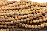 50 BEADS 9mm Natural Rudraksha Seed Beads - Nepalese Tibetan 9mm Size Rudraksha Seed Beads TibetanBeadStore Mala Making Supplies - LPB67-50