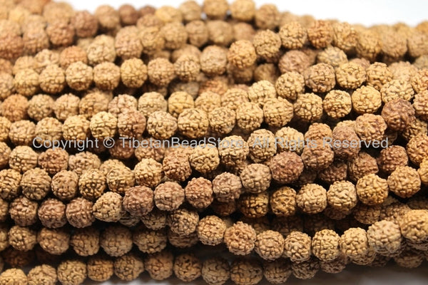 50 BEADS 9mm Natural Rudraksha Seed Beads - Nepalese Tibetan 9mm Size Rudraksha Seed Beads TibetanBeadStore Mala Making Supplies - LPB67-50