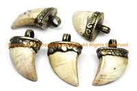 Tibetan Solid Naga Conch Shell Claw Pendant with Handcarved Tibetan Silver Metal Cap- Boho Ethnic Tribal Horn Tusk Tooth Amulet- WM6104