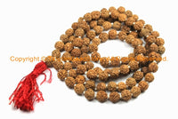 108 beads - 10-11mm Natural Rudraksha Seed Beads - Nepalese Rudraksha Seed Prayer Mala Beads - Mala Making Supplies - PB146 - TibetanBeadStore