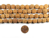 20 BEADS 10mm-11mm Natural Rudraksha Seed Beads - Nepalese Rudraksha Seed Beads - Mala Making Supplies - LPB90B-20