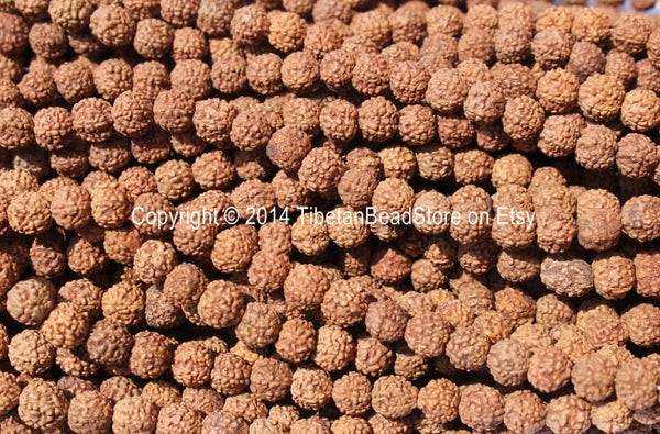 20 BEADS - 6mm Natural Rudraksha Seed Beads - Nepalese Tibetan Rudraksha Seed Prayer Beads Mala Making Supplies - LPB68-20