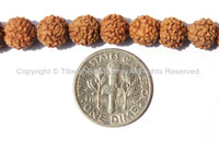 10 beads - 5-6mm Natural Rudraksha Seed Beads - Nepalese Tibetan Rudraksha Seed Prayer Beads TibetanBeadStore Mala Supplies - LPB68-10