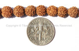 10 beads - 5-6mm Natural Rudraksha Seed Beads - Nepalese Tibetan Rudraksha Seed Prayer Beads TibetanBeadStore Mala Supplies - LPB68-10