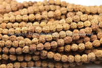 20 BEADS 9mm Natural Rudraksha Seed Beads - Nepalese Tibetan 9mm Size Rudraksha Seed Beads TibetanBeadStore Mala Making Supplies - LPB67-20