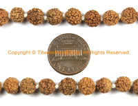 108 beads - 10-11mm Natural Rudraksha Seed Beads - Nepalese Rudraksha Seed Prayer Mala Beads - Mala Making Supplies - PB146 - TibetanBeadStore